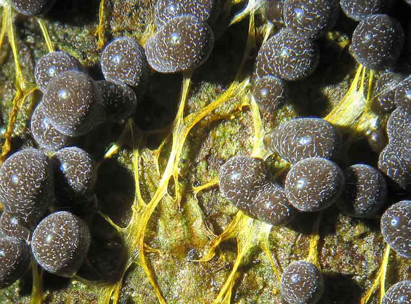 Badhamia utricularis